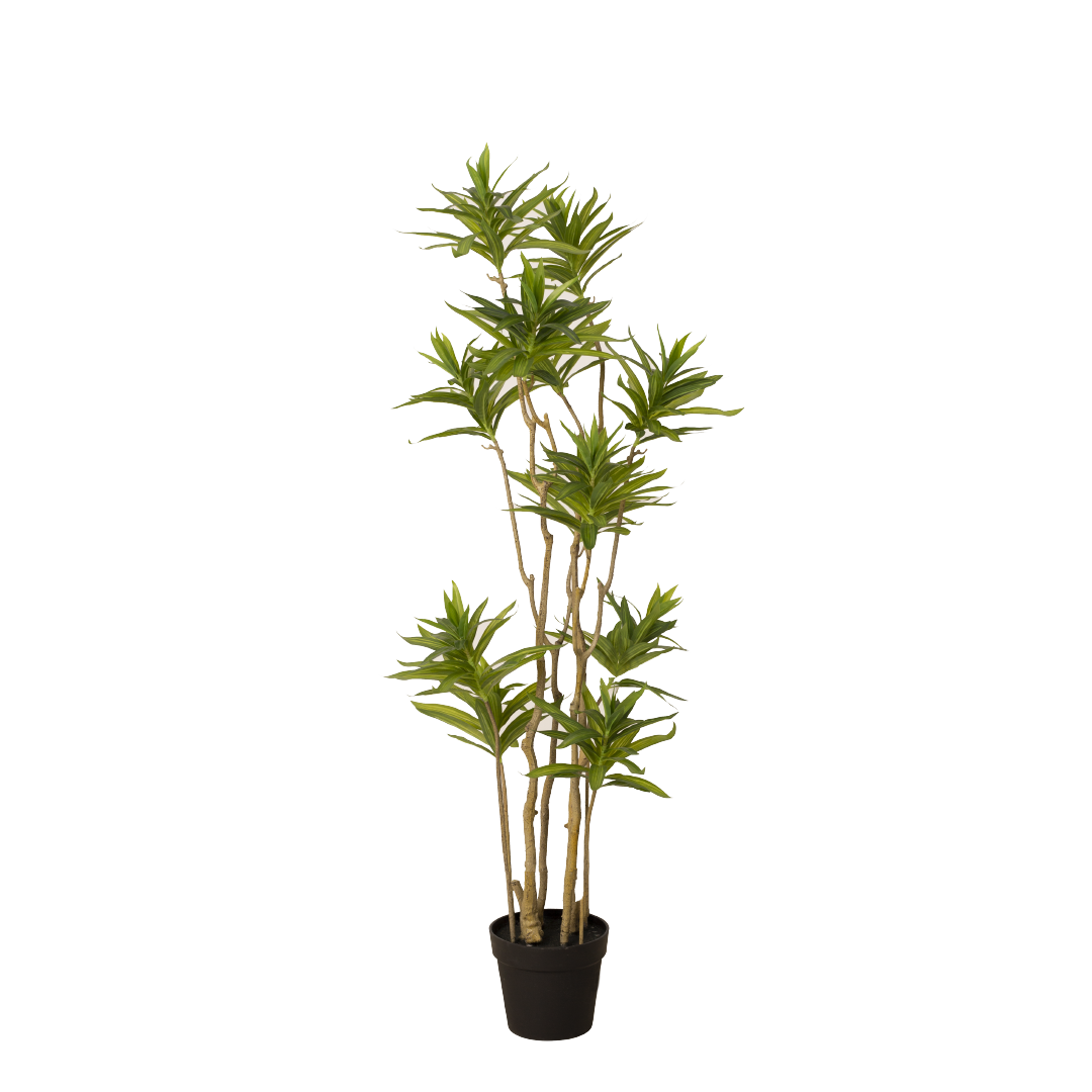 dracaena malaysia DRACAENA Tree with Pot – MAJUHOME eStore