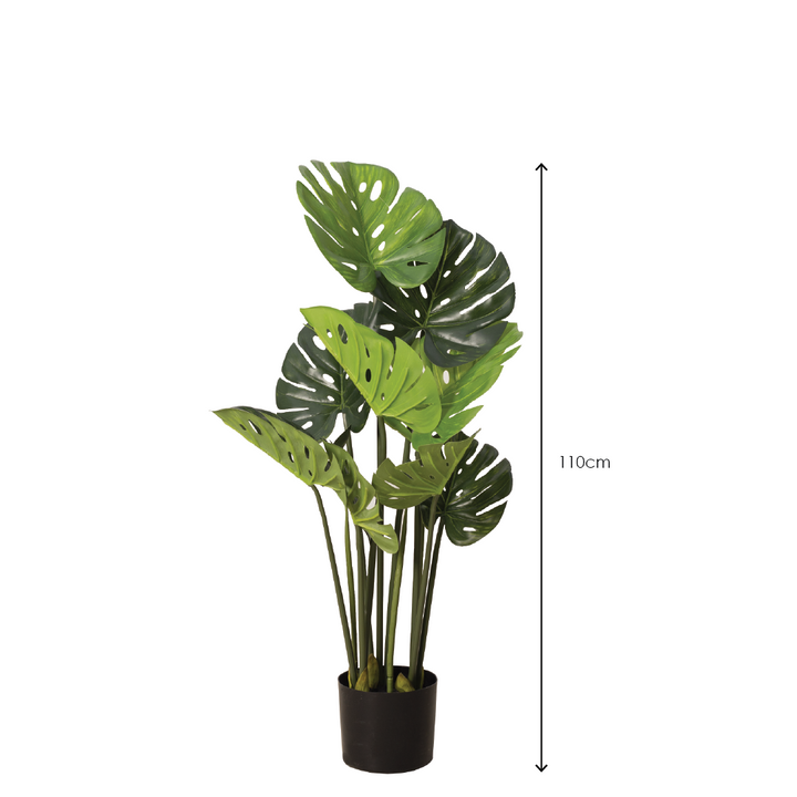 MONSTERA Plant With Pot