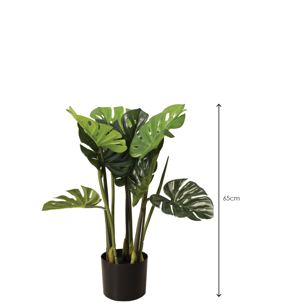 MONSTERA Plant With Pot