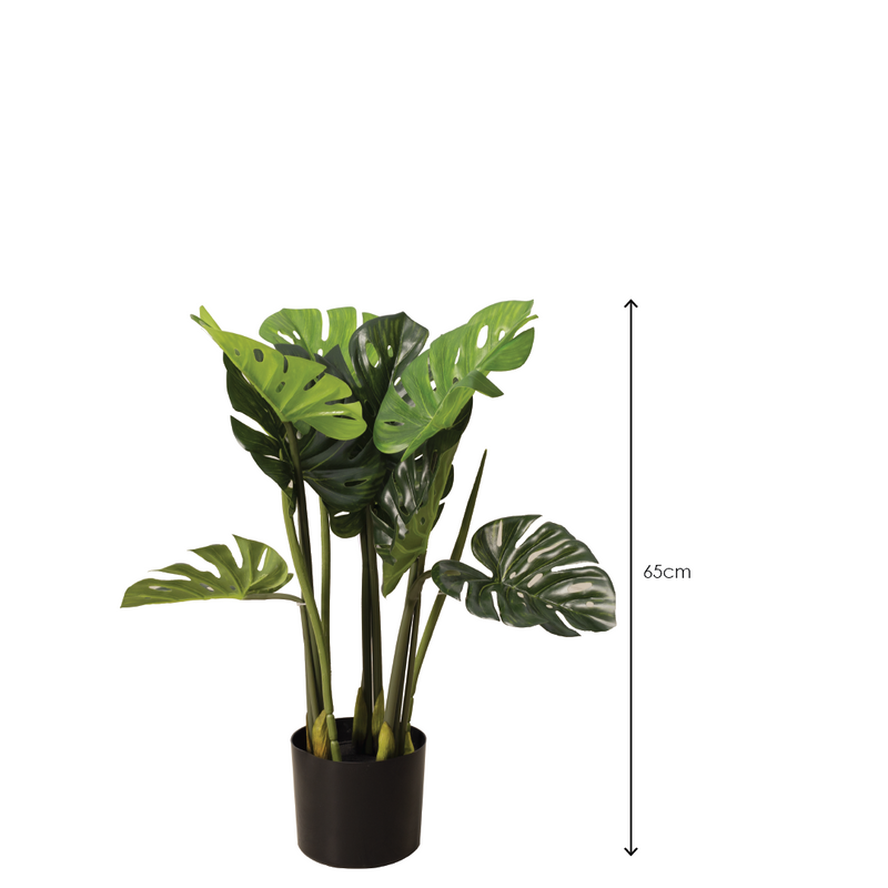 MONSTERA Plant With Pot