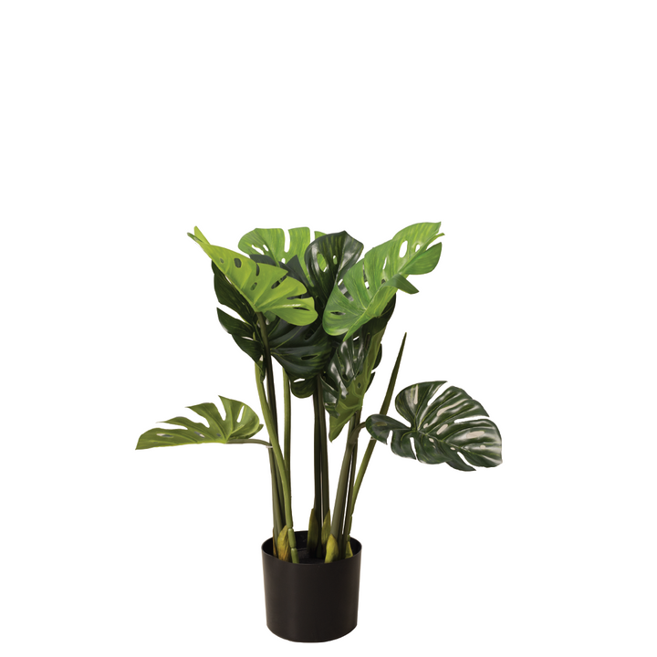 MONSTERA Plant With Pot