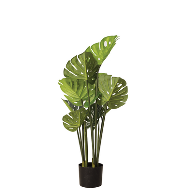 MONSTERA Plant With Pot