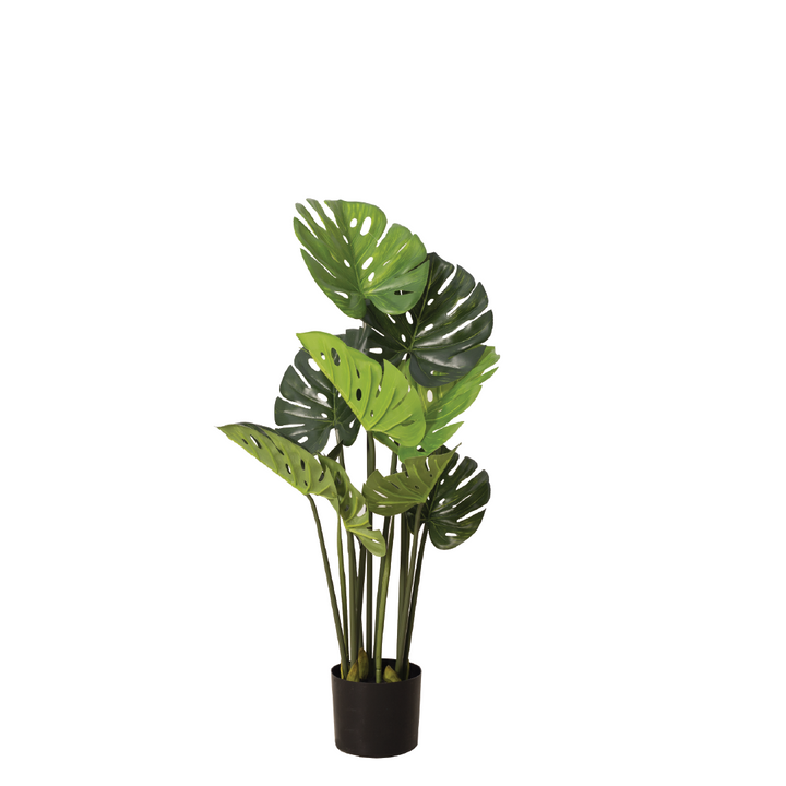 MONSTERA Plant With Pot