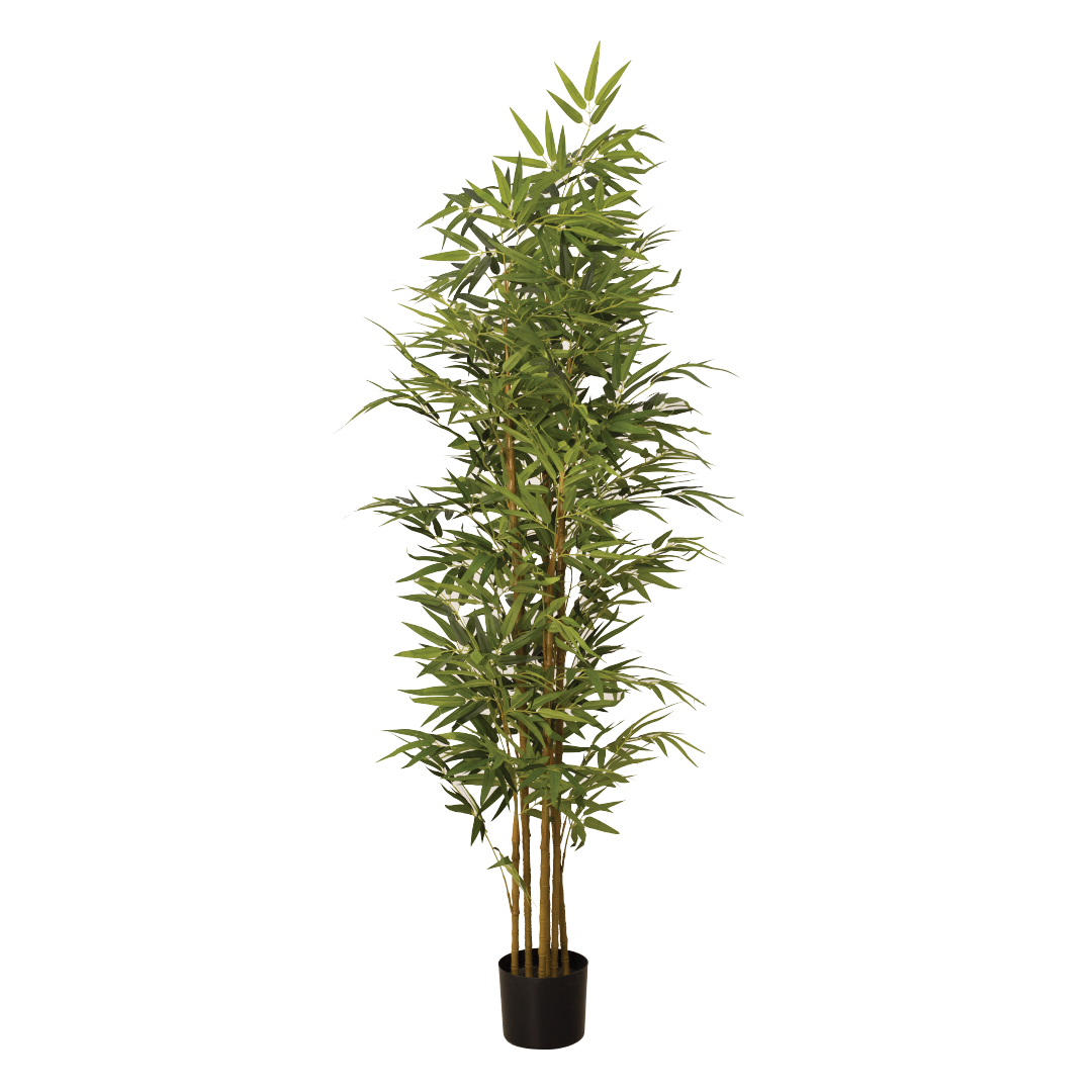 BAMBOO Tree – MAJUHOME eStore