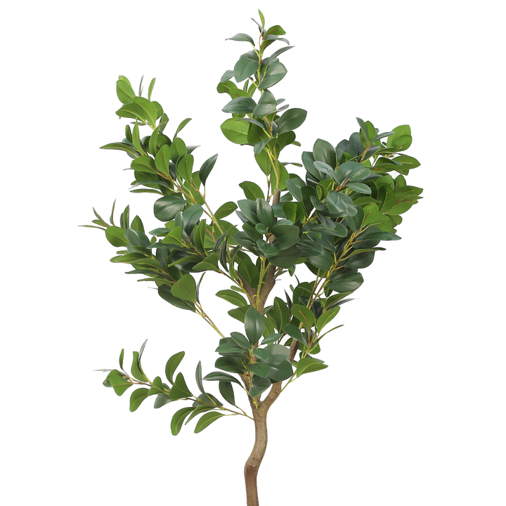CLEYERA Plant