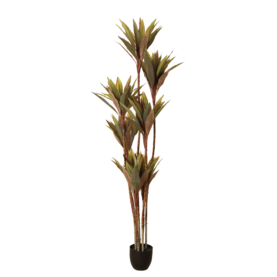 CORDYLINE FRUTICOSA Tree