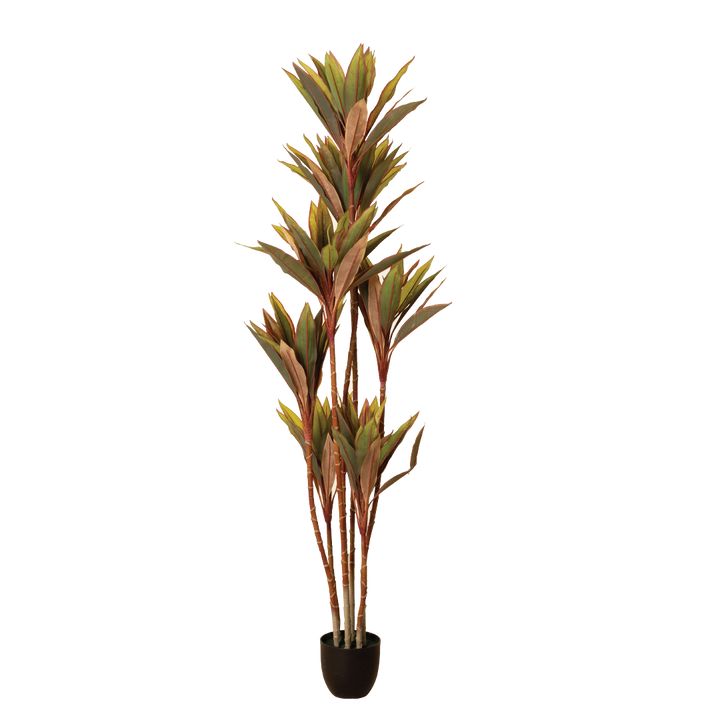 CORDYLINE FRUTICOSA Tree