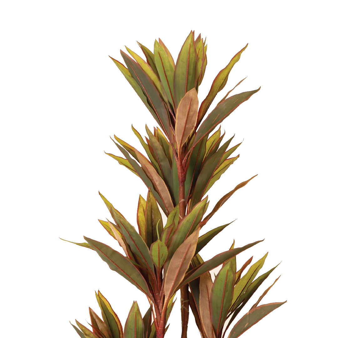 CORDYLINE FRUTICOSA Tree
