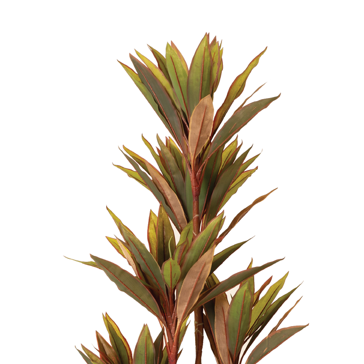 CORDYLINE FRUTICOSA Tree