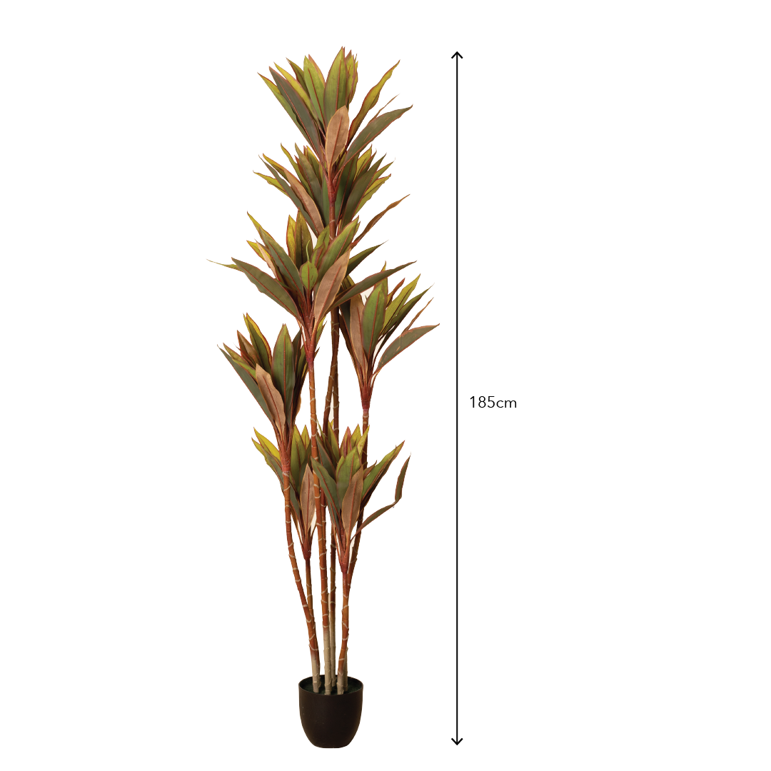 CORDYLINE FRUTICOSA Tree