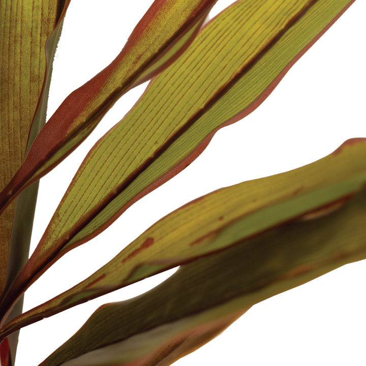 CORDYLINE FRUTICOSA Tree