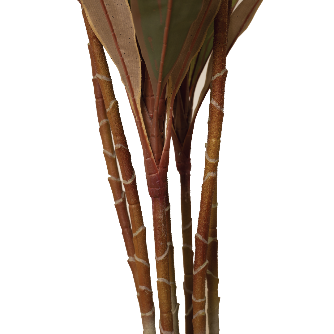 CORDYLINE FRUTICOSA Tree
