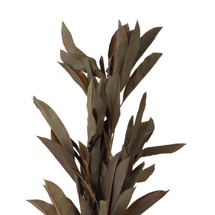 CORDYLINE Plant