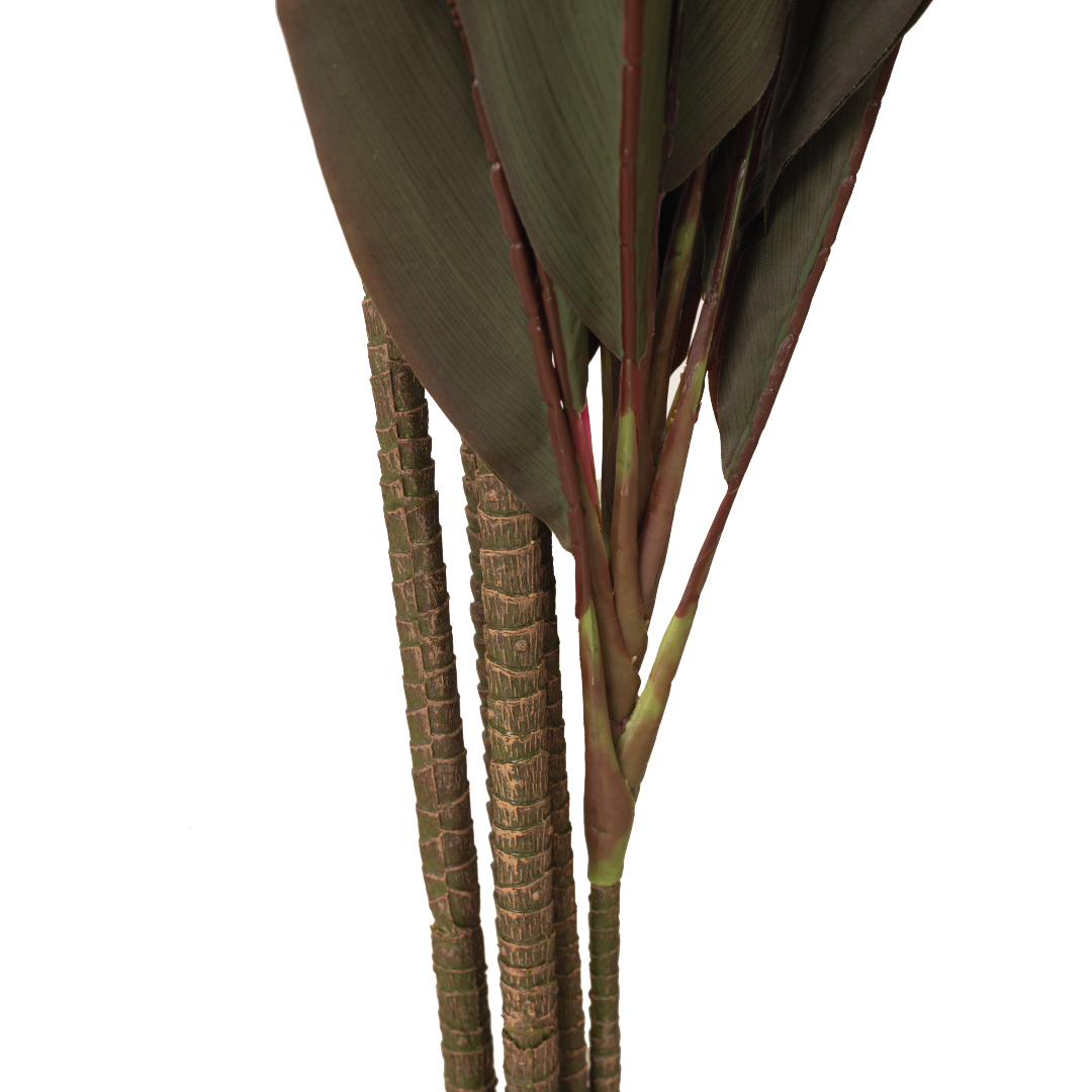 CORDYLINE Plant
