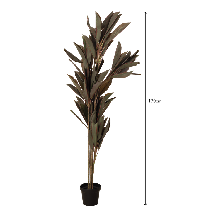CORDYLINE Plant