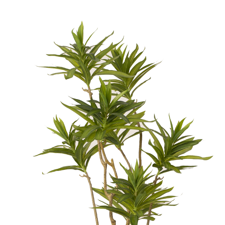 malaysian dracaena DRACAENA Tree with Pot – MAJUHOME eStore