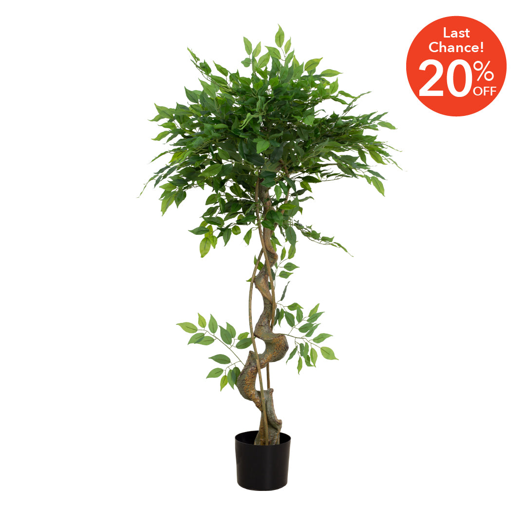 FICUS Tree (165cm)