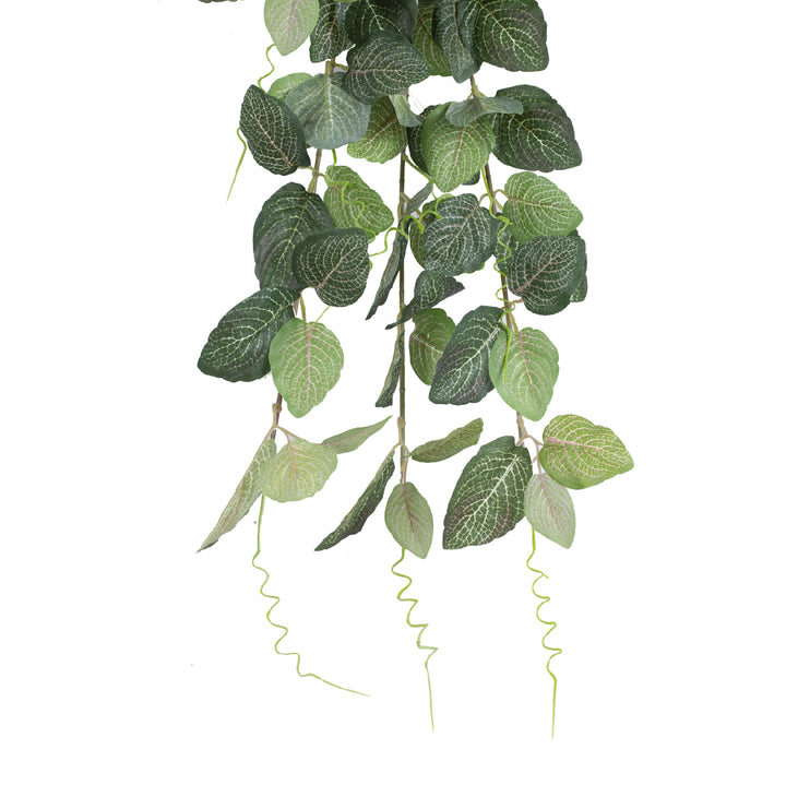 FLTTONIA Bush Vine