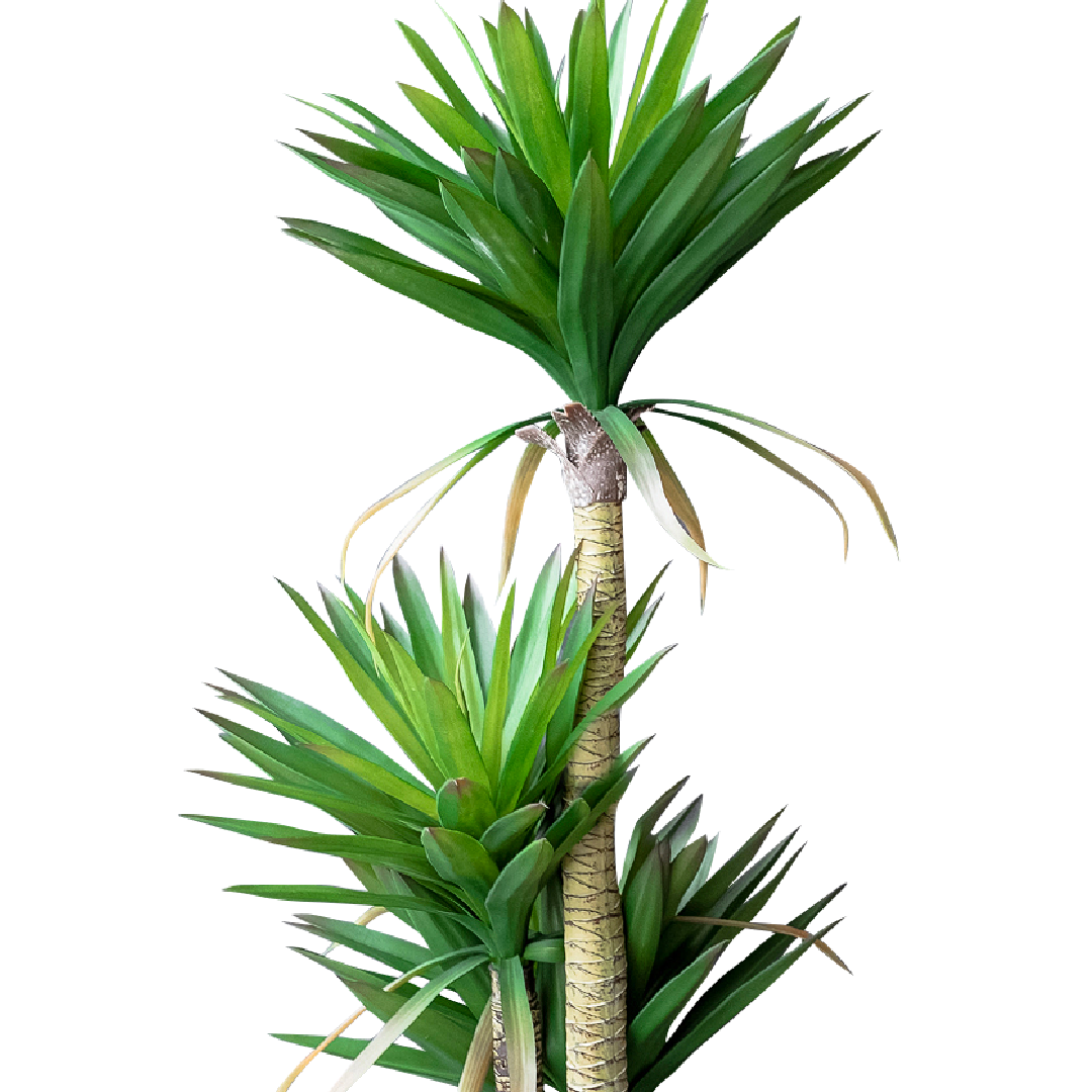FAUX Yucca Elpahantipes