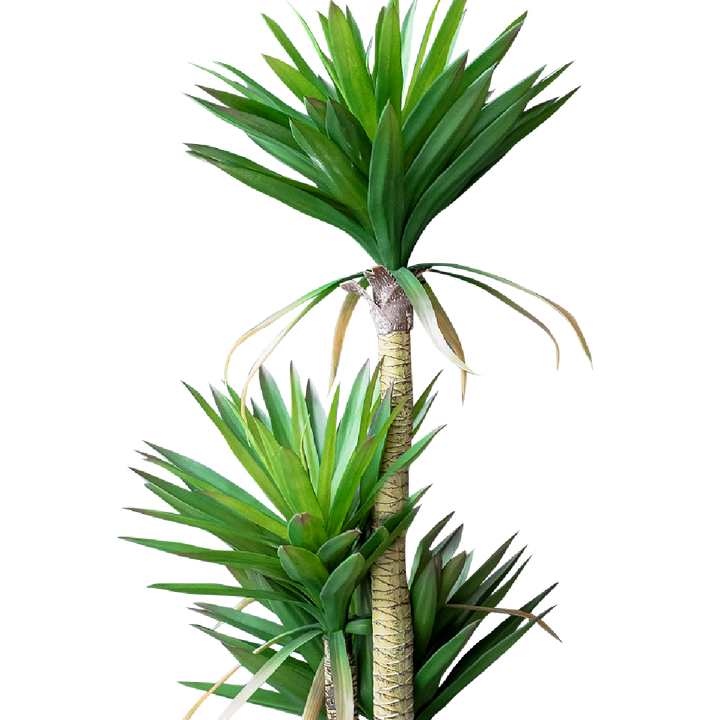FAUX Yucca Elpahantipes