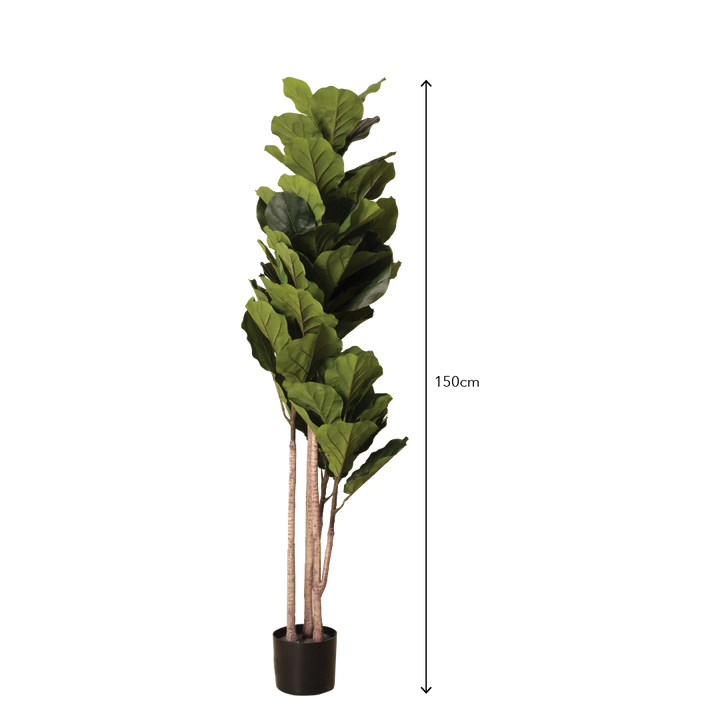 FIDDLE FIG Tree With Pot