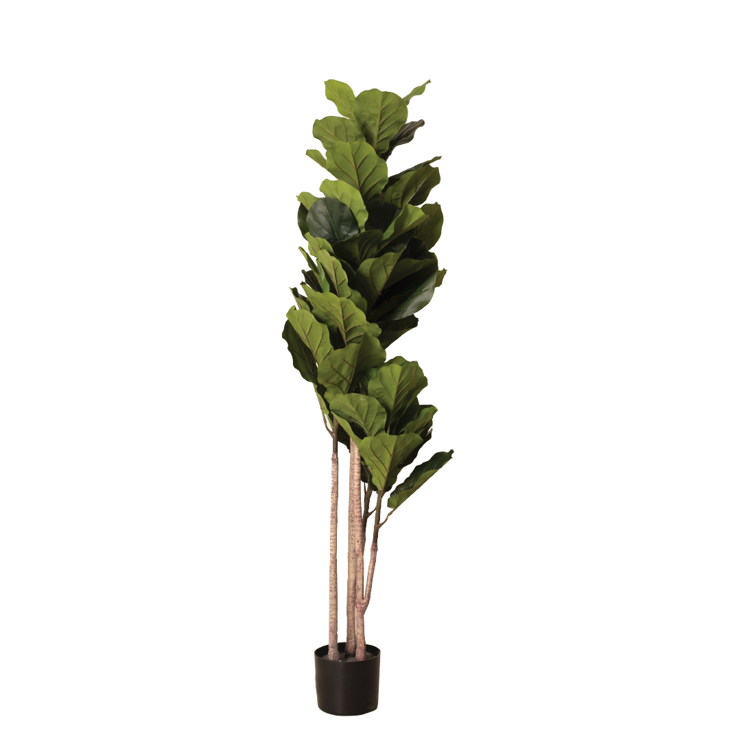 FIDDLE FIG Tree With Pot