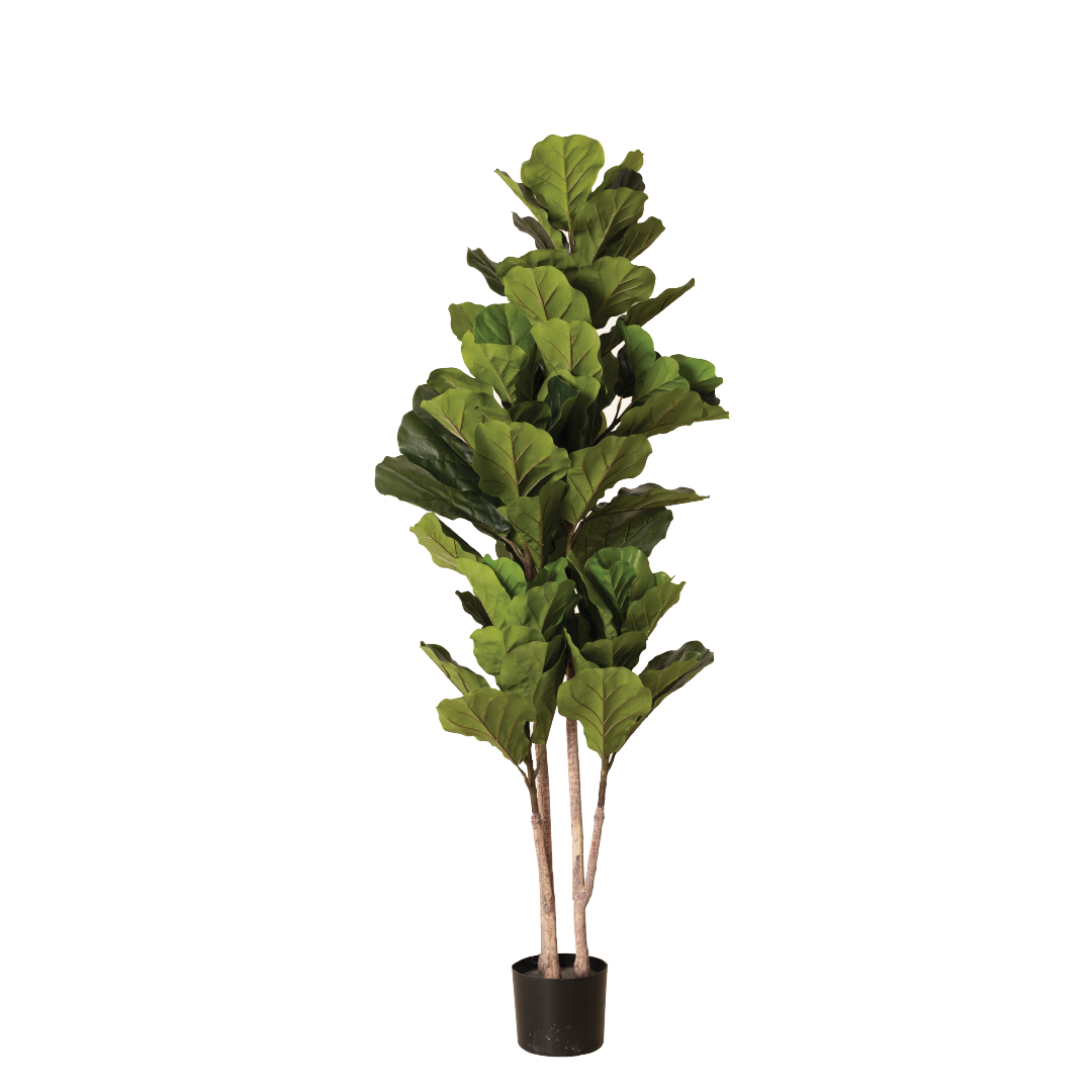 FIDDLE FIG Tree With Pot