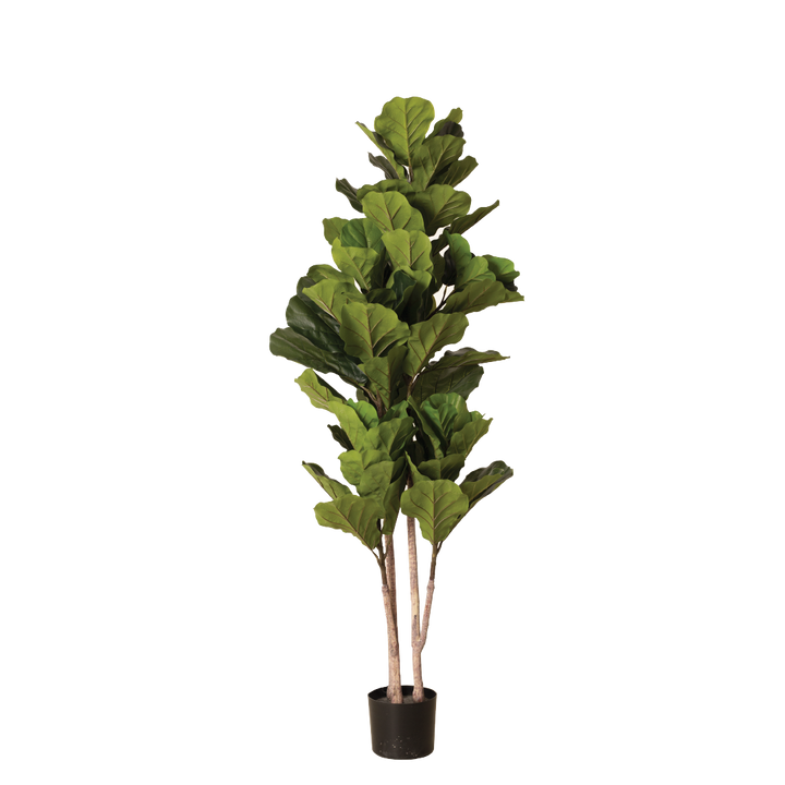 FIDDLE FIG Tree With Pot