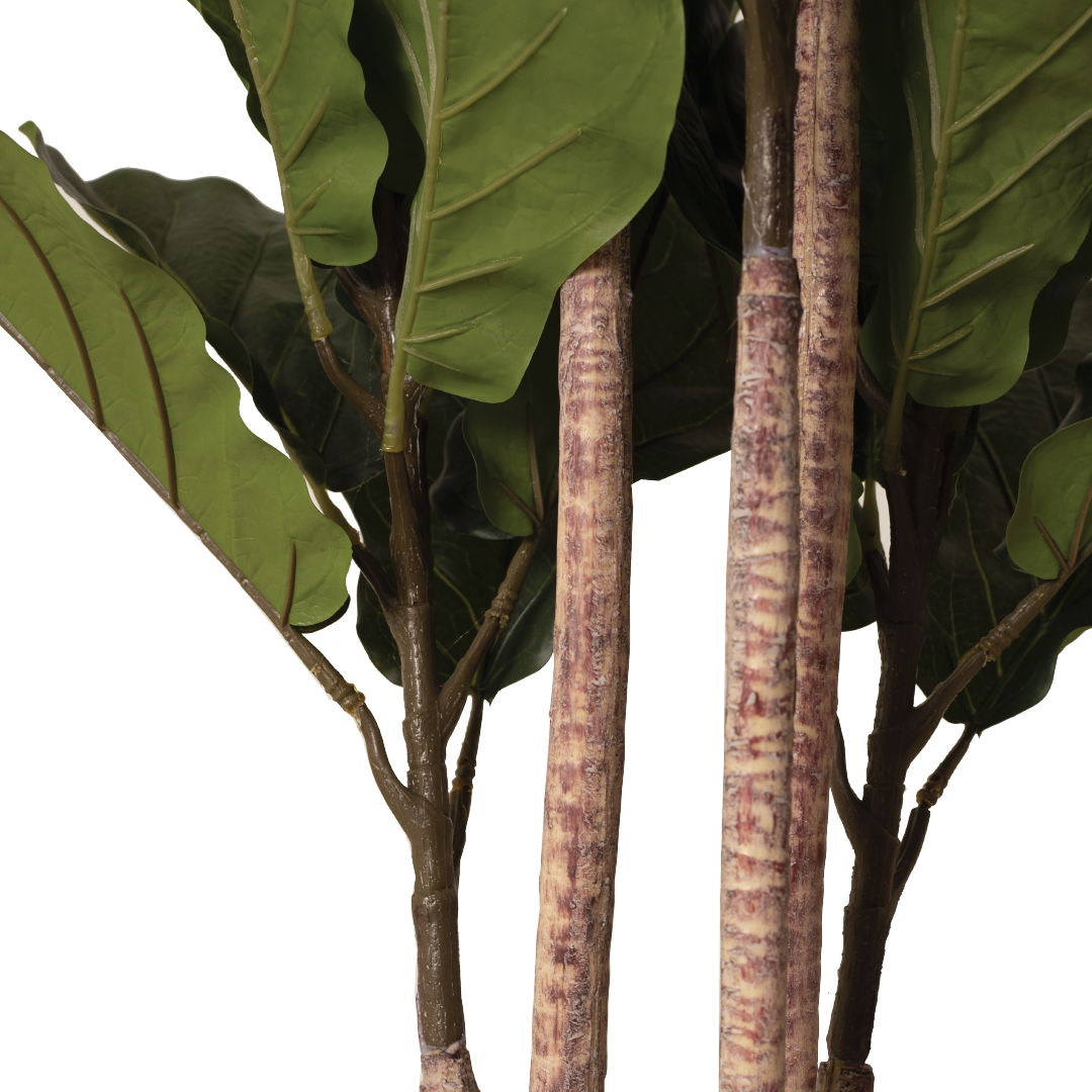 FIDDLE FIG Tree With Pot