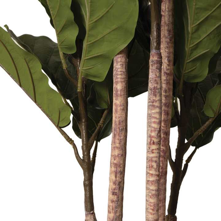 FIDDLE FIG Tree With Pot