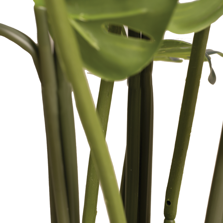 MONSTERA Plant With Pot