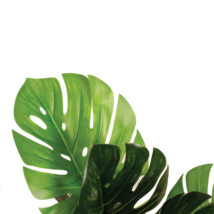 MONSTERA Plant With Pot