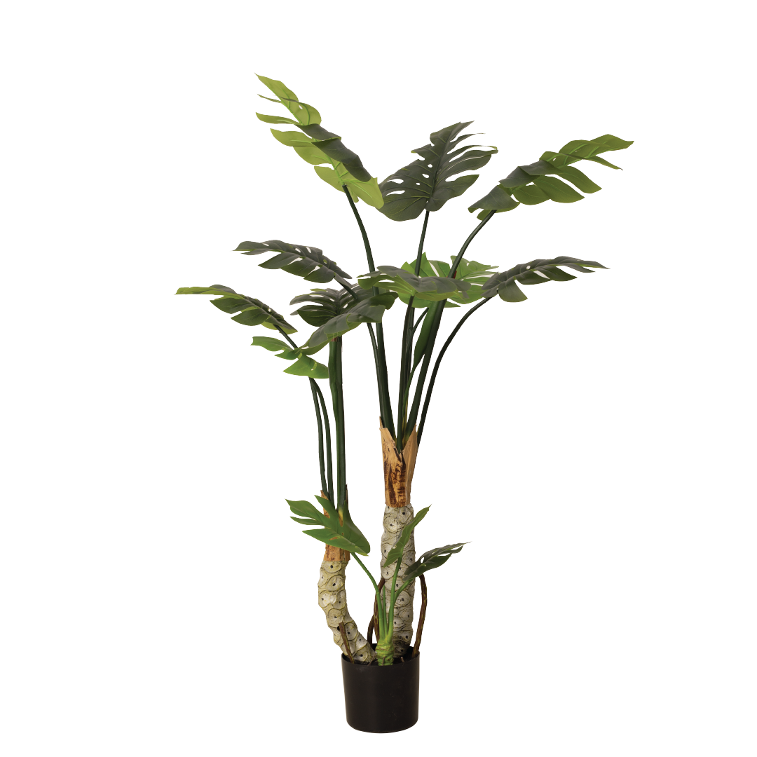 MONSTERA II Tree