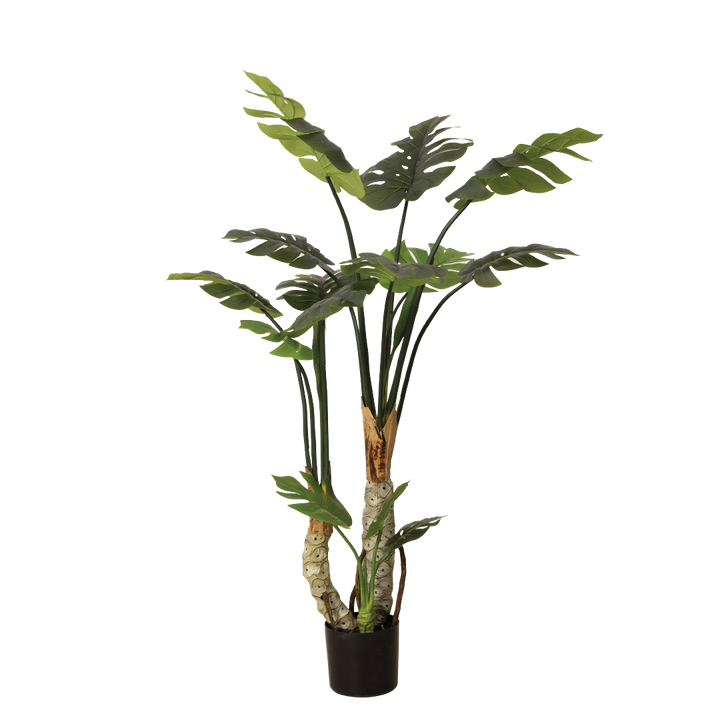MONSTERA II Tree