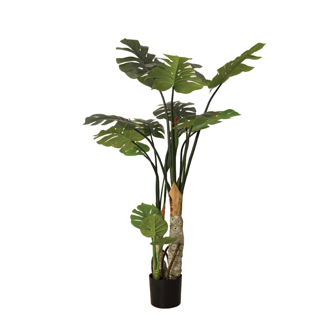 MONSTERA II Tree