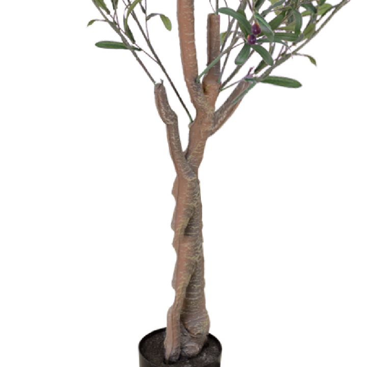 OLIVE Tree II