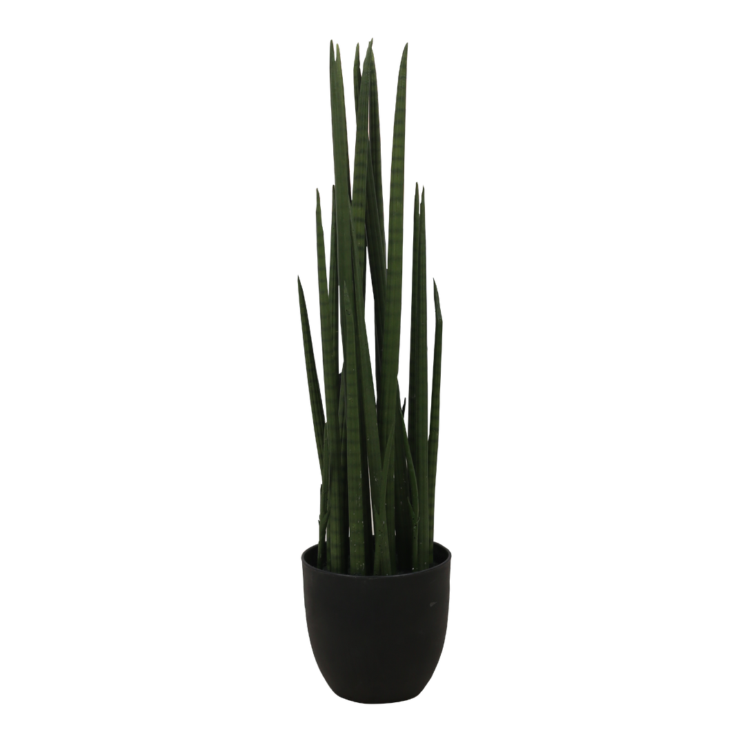 SANSEVIERIA CYLINDRICA Tree