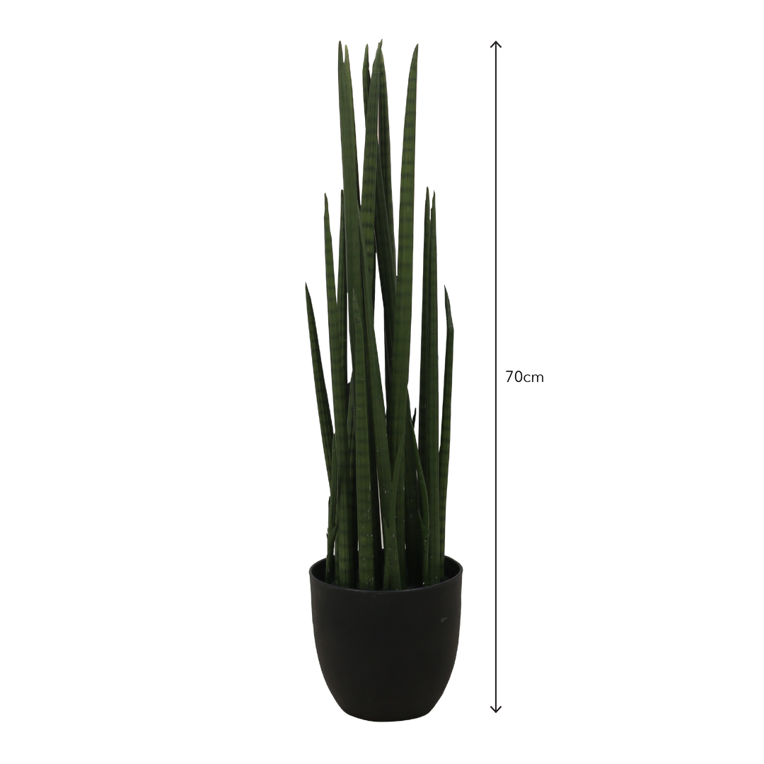 SANSEVIERIA CYLINDRICA Tree