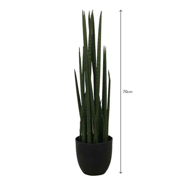 SANSEVIERIA CYLINDRICA Tree