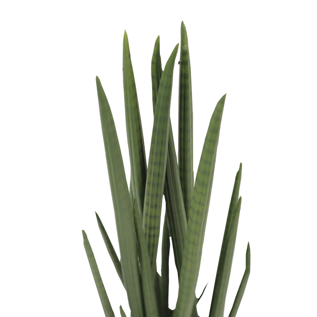 SANSEVIERIA CYLINDRICA Tree