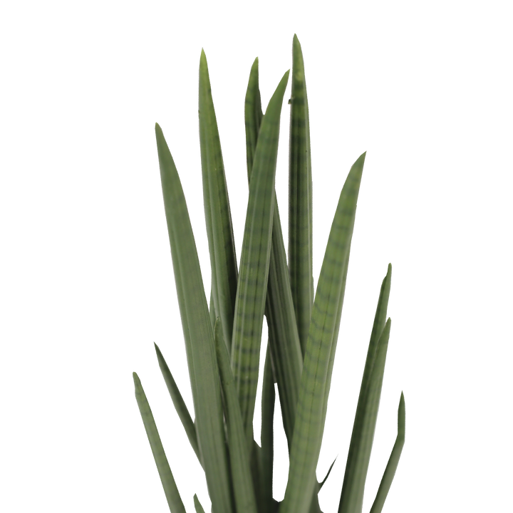 SANSEVIERIA CYLINDRICA Tree