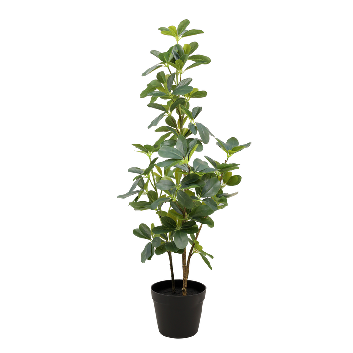 SCHEFFLERA Tree