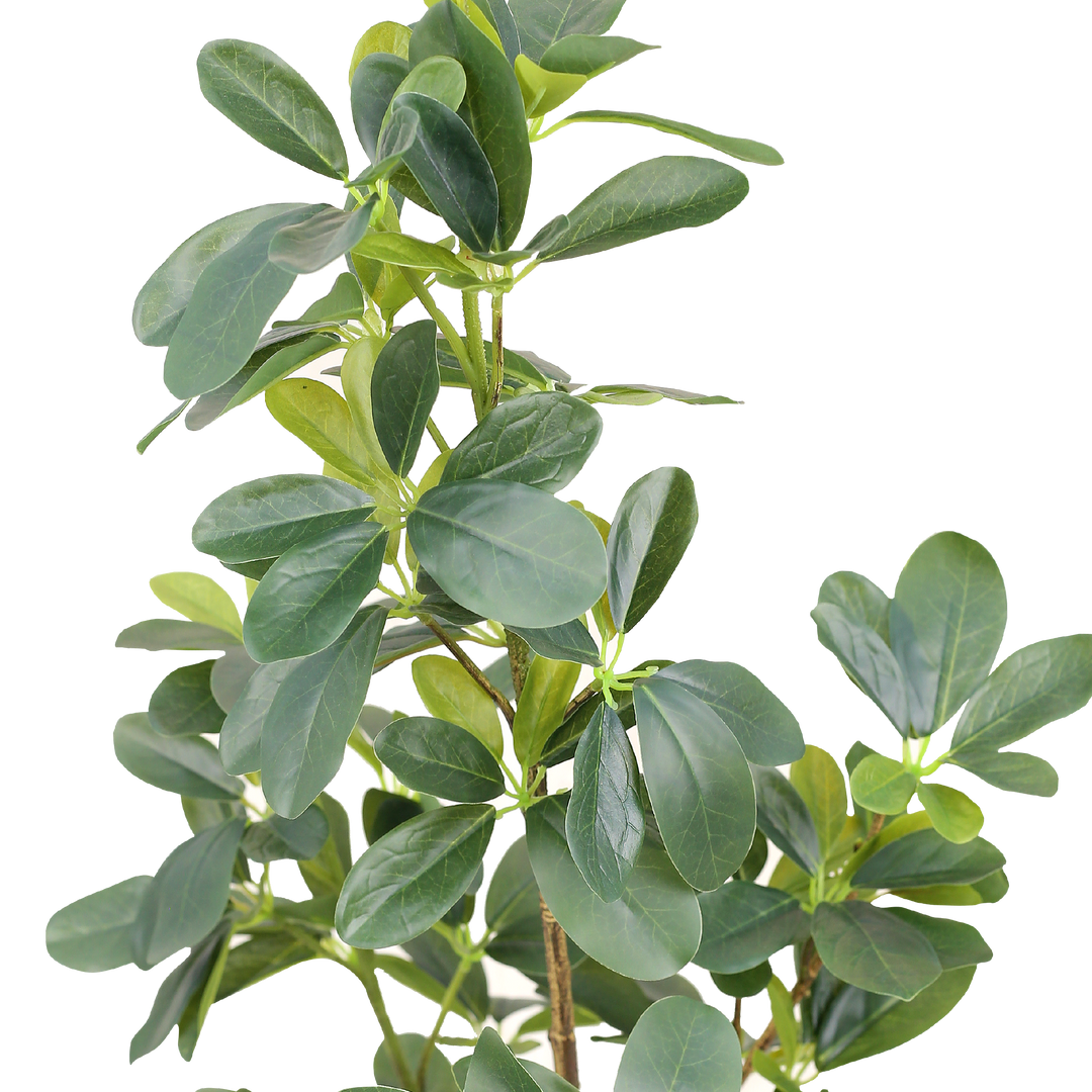 SCHEFFLERA Tree