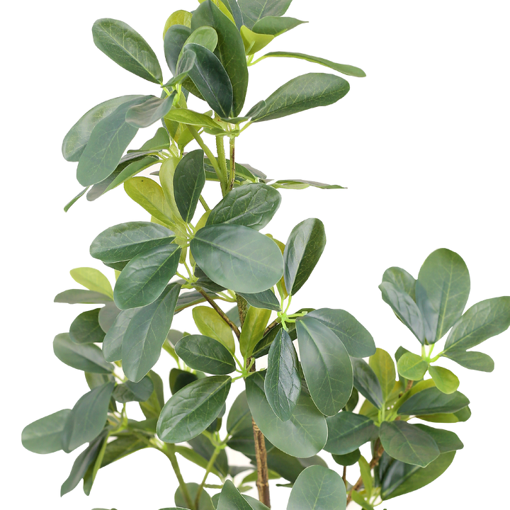 SCHEFFLERA Tree