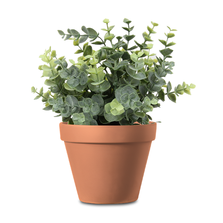 VASO Standard Claypot