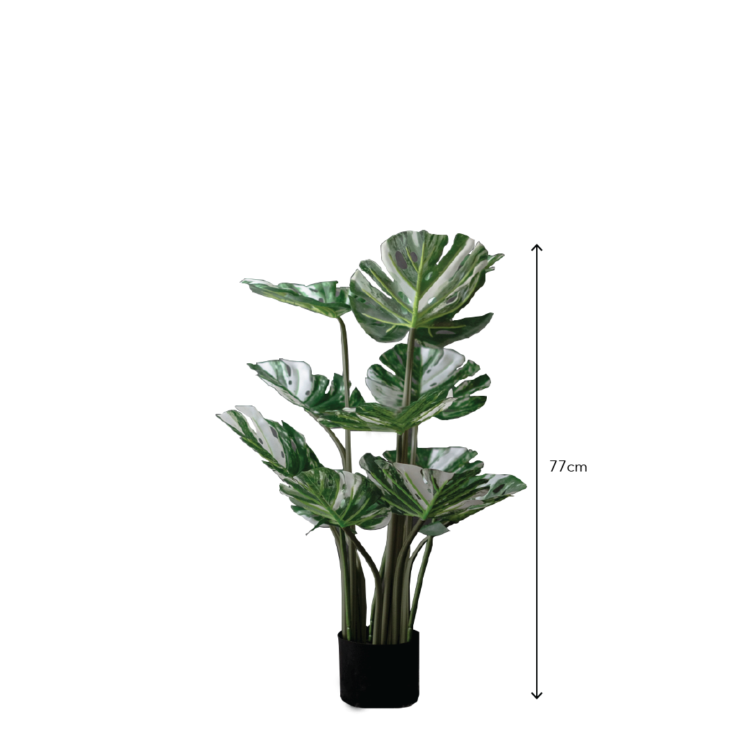 VARIEGATED MONSTERA Tree