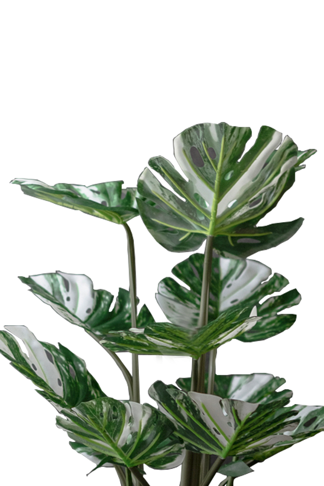 VARIEGATED MONSTERA Tree