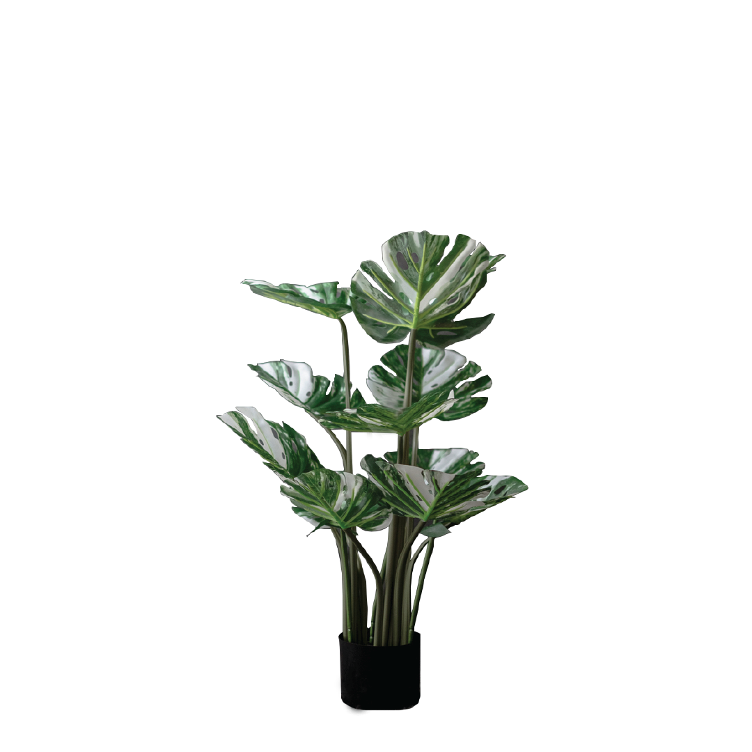 VARIEGATED MONSTERA Tree