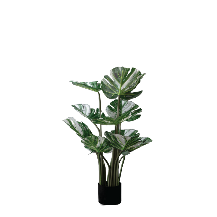 VARIEGATED MONSTERA Tree