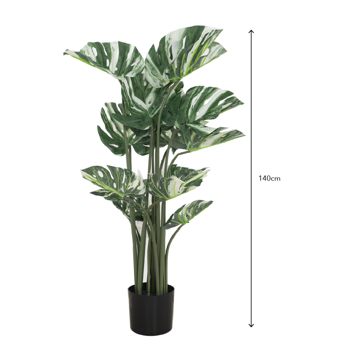 VARIEGATED MONSTERA Tree